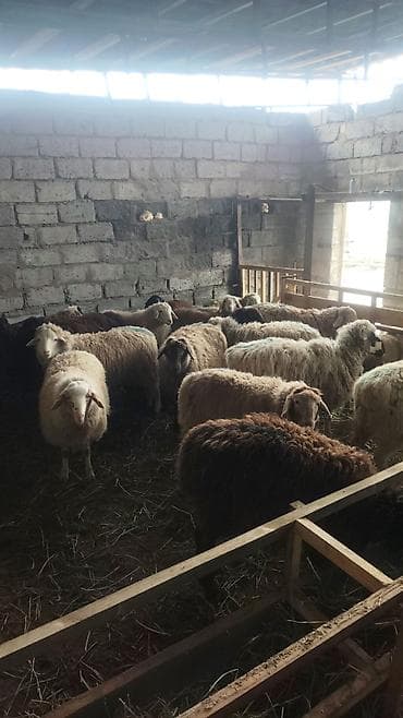 на баран: Продаю | Овца (самка) | Для разведения | Ярка — 4