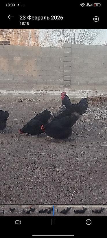 чорный брама: Продаю | Куры | Домашняя | Для разведения — 1