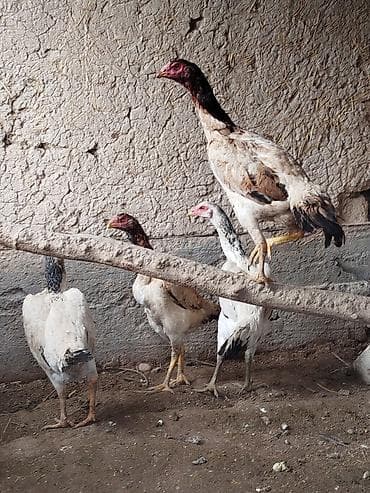 электровелосипеды бишкек: Электровелосипед, Б/у — 1