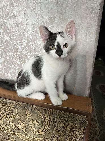 котик 1 месяц: 4 месяца, Мальчик, Приучена к лотку, Проглистована — 2