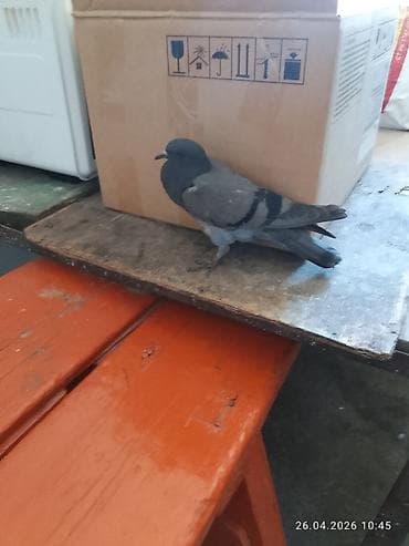 золотой ворон: Почтовый голубь (темно-серый окрас) - Порода: домашний голубь — 6