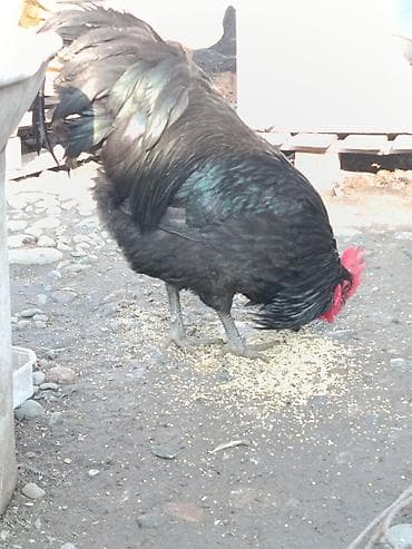 аям цемани: Продаю | Петух | Для разведения — 4