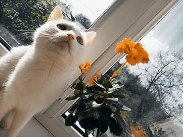 кошки белые: Вязка: Беспородная, Девочка, 1 год, Белый — 1