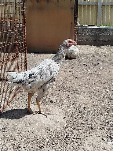 фазан птица: Дакан мекиштер сатылат активный алмашу жолдору бар адрес Заря Тынчтык — 1