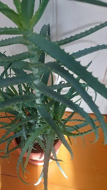 Кактустар: Продаются алоэ возраст 3-5-7 лет. Полезные, экологически чистые — 4
