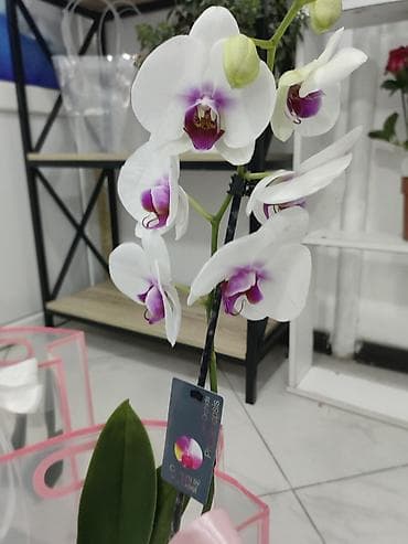 цена орхидеи: Орхидея очень красивая, комнатные цветы — 1