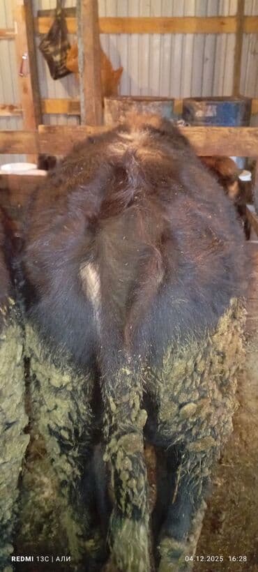 дойный коровы: Продаю | Бык (самец) | Алатауская, Швицкая, Абердин-ангус | На откорм, Для разведения | Осеменитель, Искусственник — 4