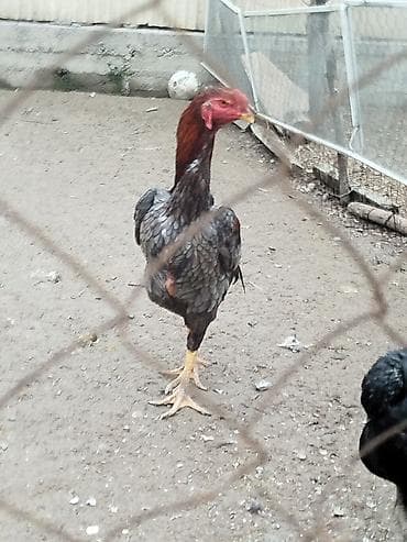 мышык сатам: Сатам | Тооктор — 2