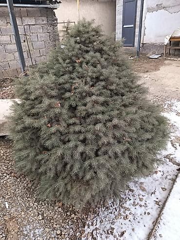3 лет: Ель зелёная 8 летняя — 1
