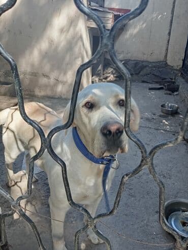 Вязка собак: Порода: лабрадор-ретривер (светло-палевый окрас) Описание: - — 2