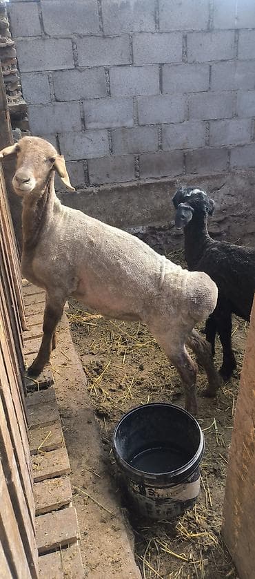 японский тоок: Продаю | Овца (самка) | Для разведения — 3