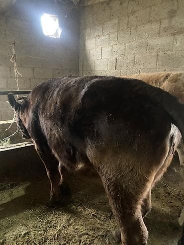 Птицы: Продаю | Тёлка | Швицкая | На откорм, На забой, Для разведения — 3