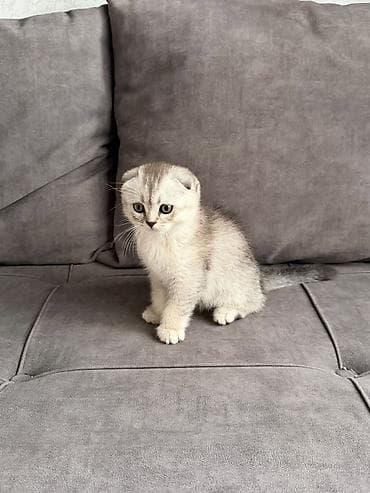 Кошки: Скотиш Фолд (Шотландская вислоухая), 2 месяца, Мальчик, Серебристая шиншилла — 10