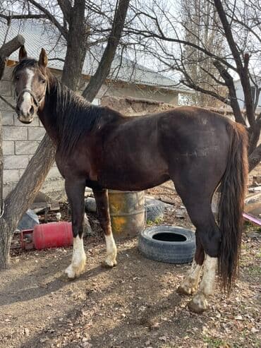 Собаки: Продаю | Конь (самец) | Рабочий | Мерин — 2