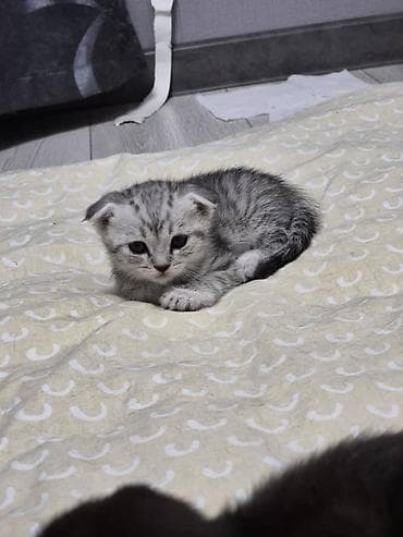 Мышыктар: Отдам даром!!! Шотландские котята (скоттиш-фолд/страйт) — 7
