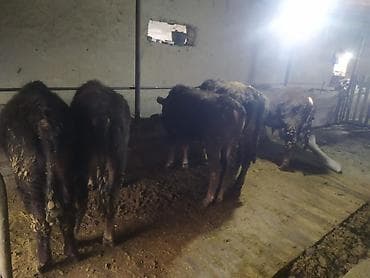 Башка жаныбарлар: Сатам | Бука (эркек) | Бордоп семиртүү үчүн | Байланган — 4