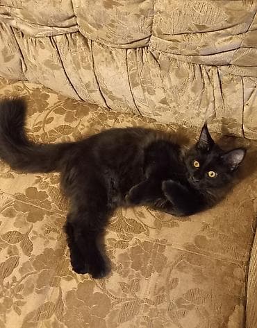 Продажа кошек: 🐾🐈 Эффектный котёнок мейн-кун чёрного цвета с шикарным воротником — 4