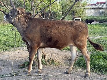 ат сатлат: Продаю | Тёлка, Музоо, торпок | На откорм | Отела не было — 2