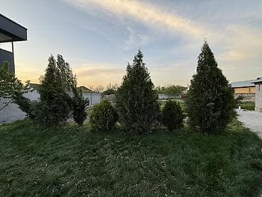 саженцы дуба: Туя Сатылат Живые хвойные растения для озеленения участка — 3