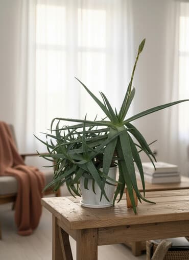 6 летний Алоэ вера в горшке, крупный куст с многочисленными розетками