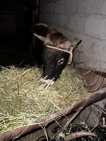 собачий дом: Продаю | Бык (самец) | Алатауская | На откорм | Привязанные — 3