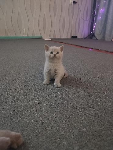 заказать котят: Продаются котята шотландской породы из питомника!!! Дата рождения — 3
