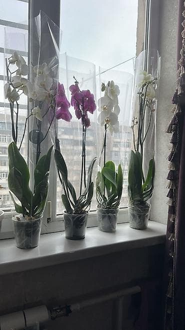 цветок каланхоэ красные цветы: Комнатные цветы в горшках 1) Каланхоэ Rosalina (Kalanchoe) — — 3