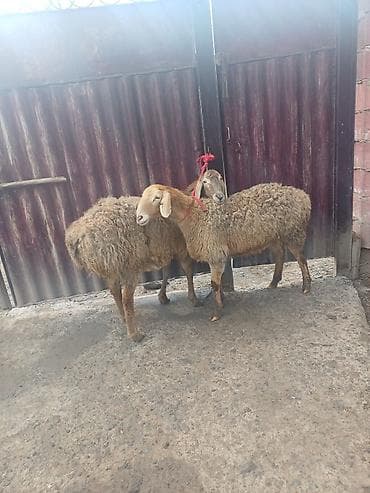 4 5мм: Сатам | Ургаачы кой (ургаачы) | Арашан, Аргын | Көбөйтүү үчүн | Токту, Асыл тукумдуу — 5