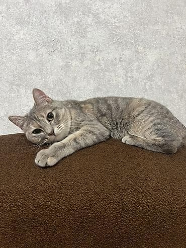 Отдам даром кошку: Кошка даром: Скотиш Страйт (Шотландская прямоухая), 1 год, Девочка, Метис, Приучена к лотку — 1