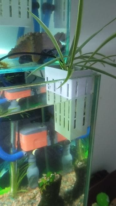 садок для разведения рыбы купить: Продаю отличный акварюм на 120//л длина 90см ширина 30см высота 40см — 10