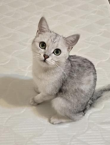 Кошки: Кошка даром: Британская короткошёрстная, 7 месяцев, Девочка — 3