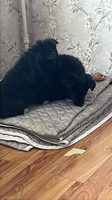 Услуги ветеринара: Собака даром: Дворняжка, 2 месяца, Самка — 3