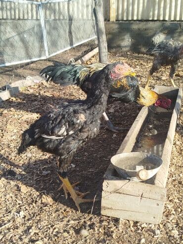 Птицы: Дакан жожо короздор сатылат активный алмашу жолдору бар адрес Бишкек — 7