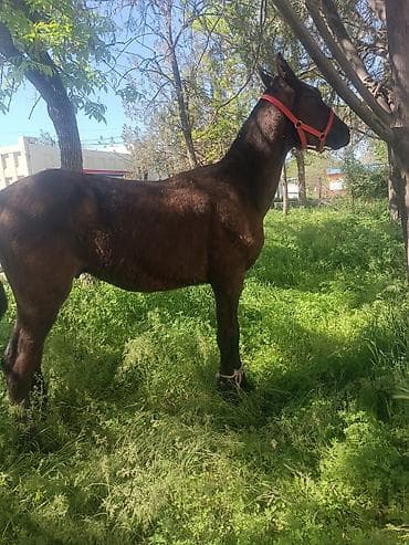 индийский бегунок купить: Продаю | Конь (самец) | Для разведения | Племенные — 4