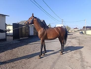 коня: Продаю | Жеребец | Арабская | Для разведения | Осеменитель — 6