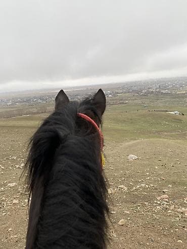 Продаю | Жеребец | Рабочий at lalafo.kg Продаю | Жеребец | Рабочий