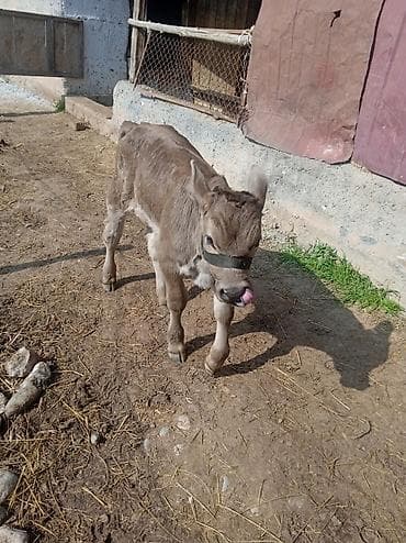 отдам голубей: Продаю | Тёлка | Швицкая | На откорм | Осеменитель — 1