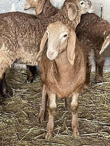 беркут птица: Продаю | Овца (самка) | Гиссарская, Арашан | Для разведения | Ярка — 2