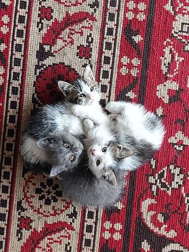 scottish fold: Отдам котят в добрые руки. Особенности: - Ласковые и контактные — 1