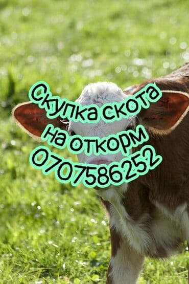 разведение сельскохозяйственных животных: Куплю | Коровы, быки, Лошади, кони | Круглосуточно, На откорм, Самовывоз — 1