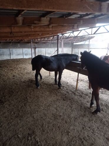 продажа щенков русского спаниеля: Продаю | Жеребенок | Конный спорт — 4