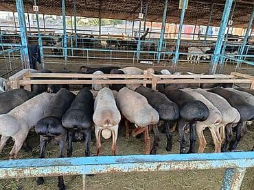 бараньи головы: Продаю | Баран (самец) | Для разведения | Племенные — 5