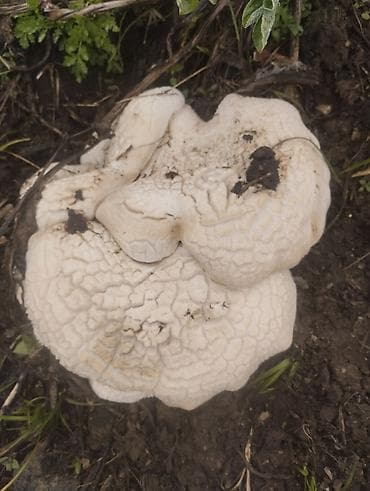 ящик для клубника: Свежие дикие грибы белый горный — 5