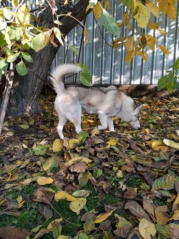док собака: Сибирский хаски, девочка Описание: 3года - Окрас: серо-белый с ярко — 3