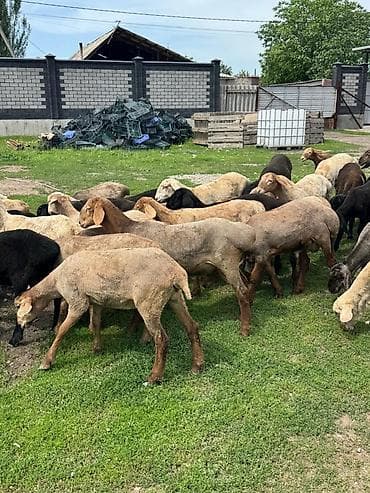 продажа домашних животных: Продаю | Овца (самка), Баран (самец) | Гиссарская, Полукровка, Меринос | На забой, Для разведения | Осеменитель, Ярка — 9