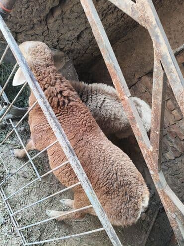 домик для кроликов: Продаю | Баран (самец) | Полукровка | На забой | Кастрированные — 4