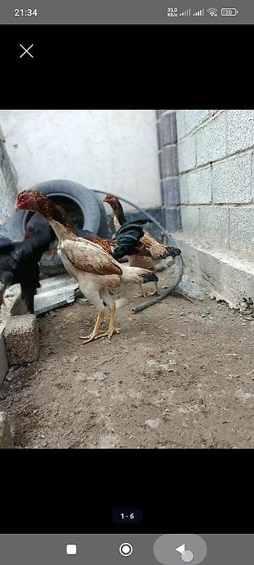 бройлер чожо: Сатам | Тооктор, Короздор, Балапандар | Жарым брама, Бройлер, Тебиштирүүчү | Союуга, Көбөйтүү үчүн, Жумуртка туудуруу үчүн — 3