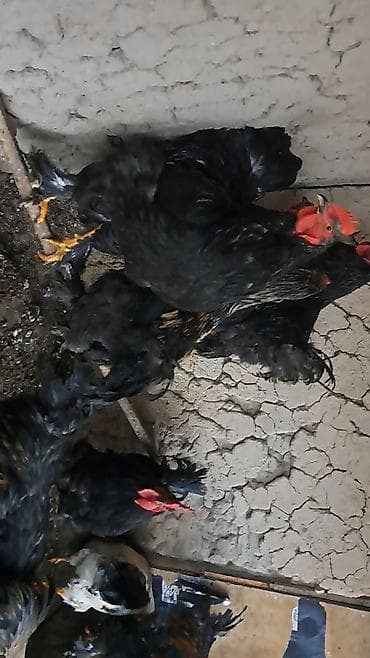 цыплята бролера: Продаю | Петух | Брама, Домашняя | Для разведения — 7