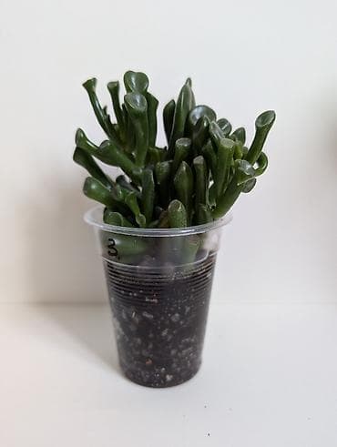 монстера альба цена: В продаже комнатные растения в г. Бишкек. 1) Сансевьерия сортовая - — 6