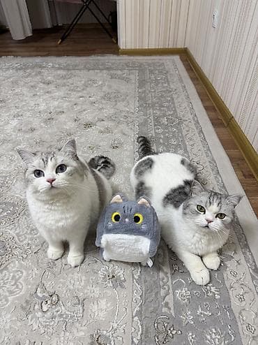 тай 1 5 жаш: Отдам кошек в хорошие, ответственные руки. Оба мальчика. 4,5 года — 1